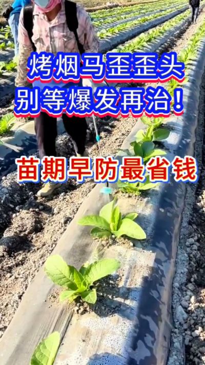 烤烟防马歪，苗期早防，省钱又省心。