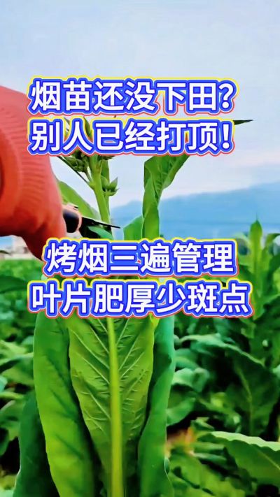 烤烟种植经验交流，有问题可私信了解。