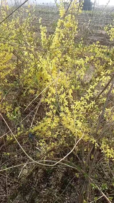 出售药用连翘苗，科研五号优质种苗，2/5年苗，药用连翘树，挂果树，全国包邮到家！财富密码18534302961