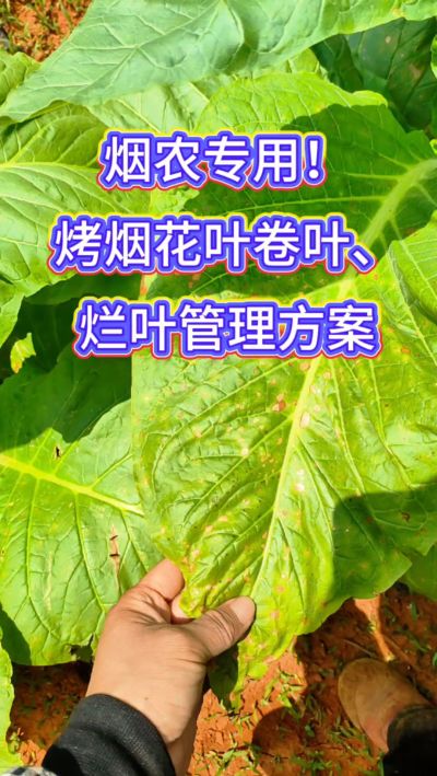 烟叶种植想高产，记住一防、二控、三巩固！