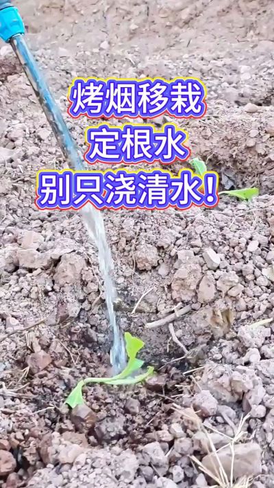 烤烟移栽别只浇清水！定根水这么配，烟苗缓苗快、扎根稳，重茬地也能壮苗，后期长势看得见～