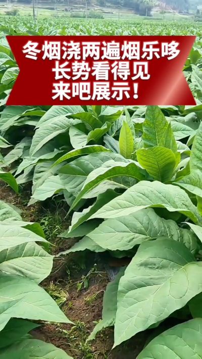 冬烟浇两遍烟乐哆生根套餐
根系壮、长势旺
好烟都是管出来的
实拍效果看得见，欢迎烟农朋友交流经验