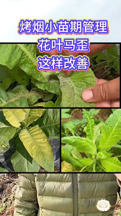 烤烟小苗期管理，花叶马歪问题这样改善